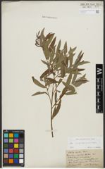 Foto von Salix purpurea L. x Salix viminalis L.